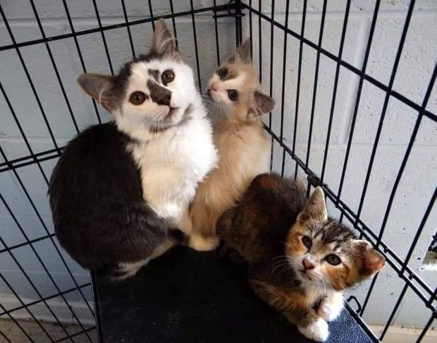 61775788_2984773248413948_2386369247967182848_n