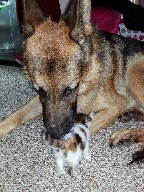 50249858_10156369169529234_1237007566874083328_n