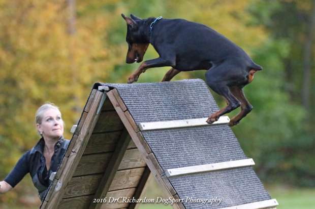 SchutzhundDoberman